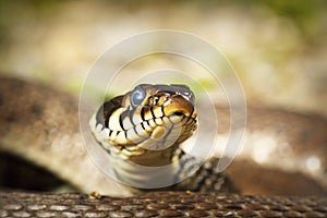 Portrait of grass snake