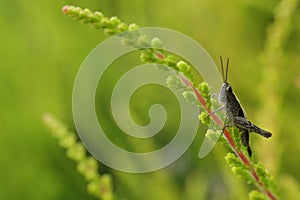 Portrait of grasshopper on lime green heather