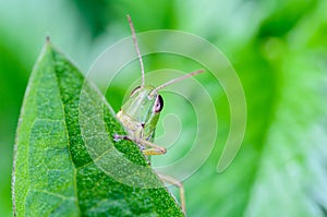 Portrait of a grasshopper that peeps out from behind green leaf