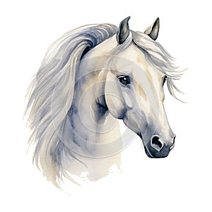 Portrait of gray arabian horse head, Profile Pictures. White horse portrait.