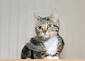 Portrait of gray and black striped tabby kitten