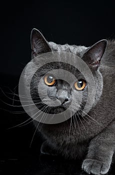 Portrait of Gray British shorthair cat