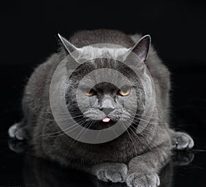 Portrait of Gray British shorthair cat