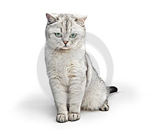 Portrait of Gray British Shorthair cat isolated on white background