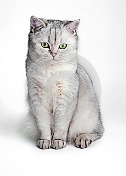 Portrait of Gray British Shorthair cat isolated on white background