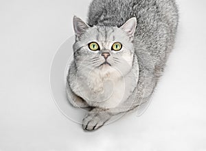 Portrait of Gray British Shorthair cat is looking up and isolated on white background
