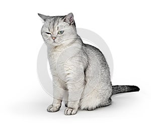 Portrait of Gray British Shorthair cat with one eye closed on white background