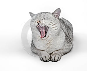 Portrait of Gray British Shorthair cat is yawning isolated on white background