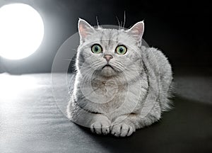 Portrait of Gray British shorthair cat with yellow eyes on a black background