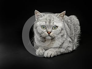 Portrait of Gray British shorthair cat with yellow eyes on a black background