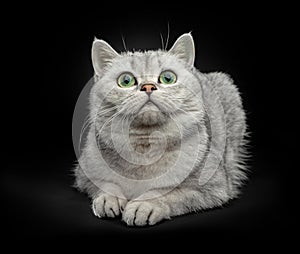 Portrait of Gray British shorthair cat with yellow eyes isolated on black background