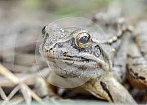 Portrait of a gray-brown frog