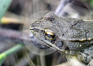 Portrait of a gray-brown frog