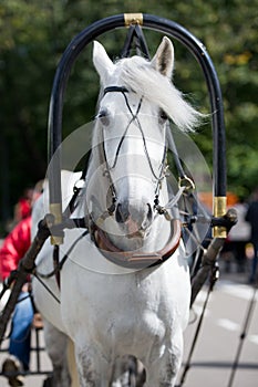 Portrait of gray carriage driving horse