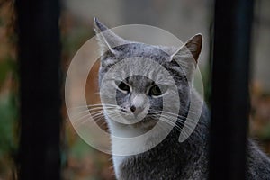 portrait of a gray cat behind a metal fence