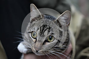 Portrait of a gray cat with big green eyes in soft blur background.