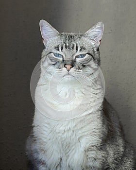 Portrait of a gray cat with blue eyes.