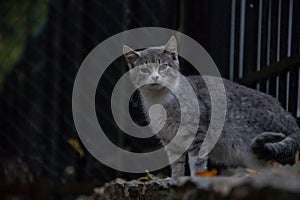 portrait of a gray cat in front of a metal fence