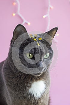 Portrait of gray cat with green eyes and star in forehead on pink background.