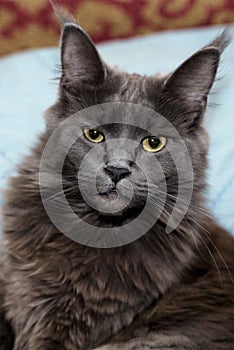 Portrait of a gray cat in a home interior.