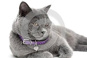 Portrait of a gray cat in a purple collar. white background.