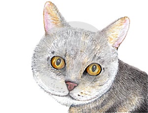 Portrait of a gray cat. Scottish cat. Watercolor illustration.