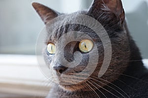 Portrait of a gray cat with yellow eyes on the windowsill