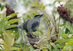 Portrait of Gray Catbird Dumetella carolinensis,Canada