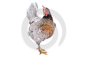 Portrait of a gray chicken
