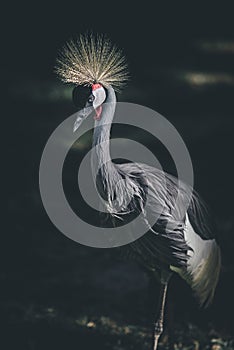 Portrait of a gray crowned crane Dark and dramatic style image Concept of elegance