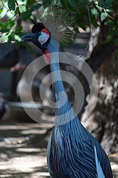 Portrait of a gray crowned crane in the zoo