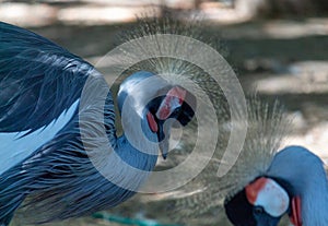 Portrait of a gray crowned crane in the zoo