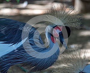 Portrait of a gray crowned crane in the zoo