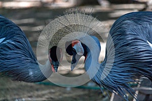 Portrait of a gray crowned crane in the zoo