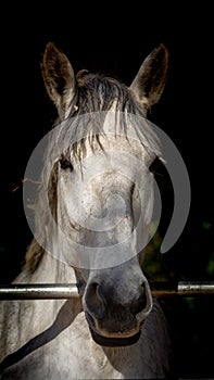 Portrait of gray draft horse