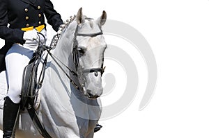 A portrait of gray dressage horse isolated