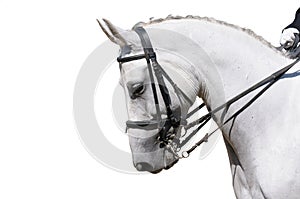 A portrait of gray dressage horse isolated