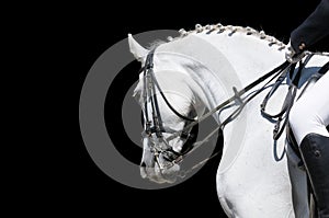 A portrait of gray dressage horse isolated