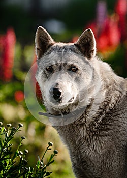 Portrait of a gray east siberian laika dog breed on red flowers background