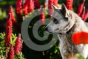 Portrait of a gray east siberian laika dog breed on red flowers background