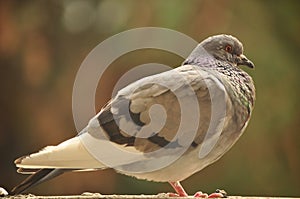 Portrait of a gray European pigeon