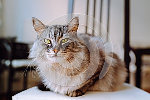 portrait gray fluffy cat sitting on pillow at home