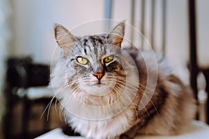 portrait gray fluffy cat sitting on pillow at home