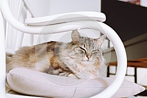 portrait gray fluffy cat sitting on pillow at home