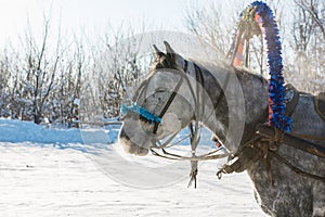 Portrait of a gray horse