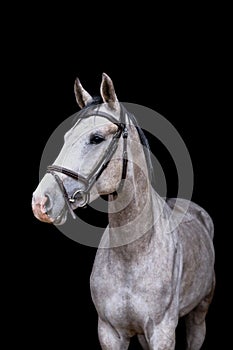Portrait of gray horse on the black background