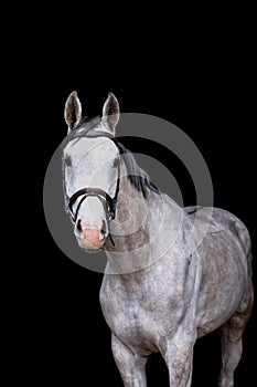 Portrait of gray horse on the black background