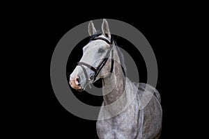 Portrait of gray horse on the black background