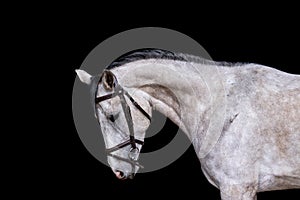 Portrait of gray horse on the black background