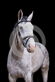 Portrait of gray horse on the black background